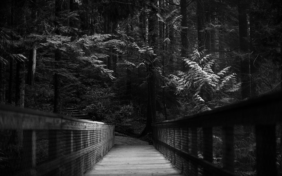 pathway between green leafed trees, forest, bridge, trees, monochrome HD wallpaper