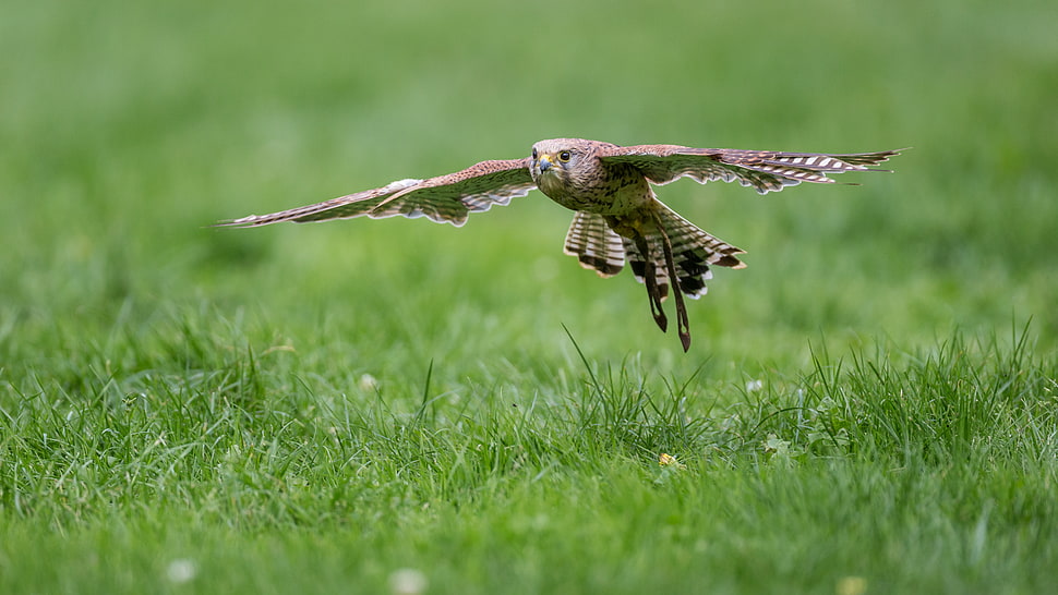flying Hawk, common kestrel HD wallpaper