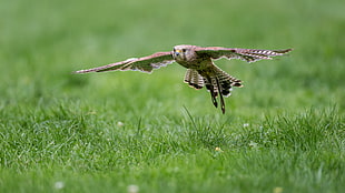 flying Hawk, common kestrel HD wallpaper
