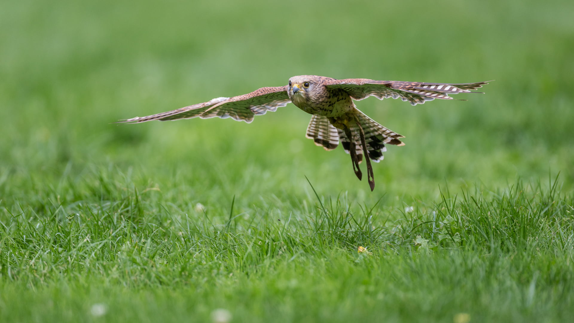 flying Hawk, common kestrel