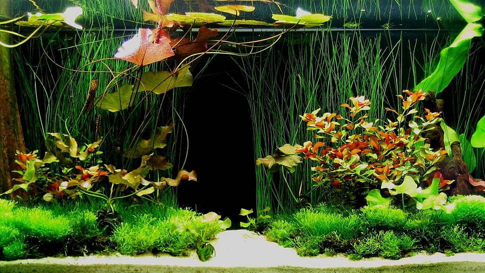 green and yellow leaf plant, aquarium HD wallpaper