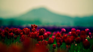 red tulips, flowers