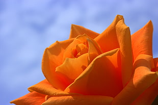 closeup photo of orange Rose flower