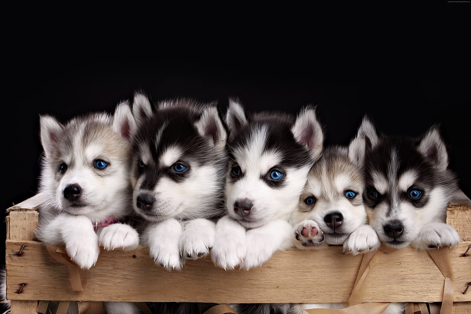 five Siberian husky puppies HD wallpaper
