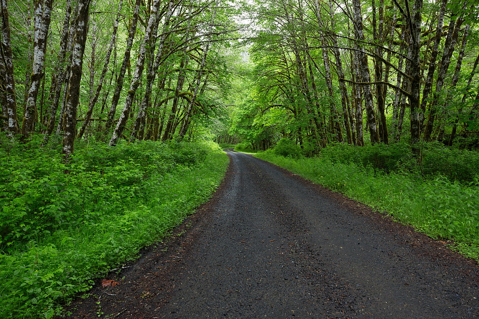 forest path HD wallpaper