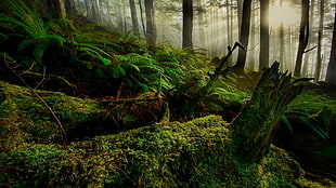 green moss, nature, landscape, trees, forest HD wallpaper