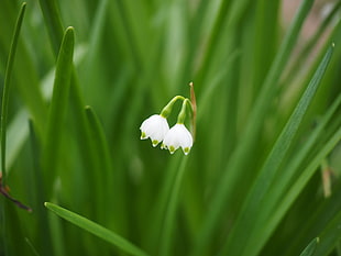 white flower in bloom with green elongated leaf