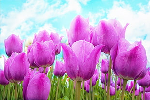 field of pink Tulips flowers blooming during daytime HD wallpaper