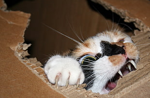 Calico cat in box HD wallpaper