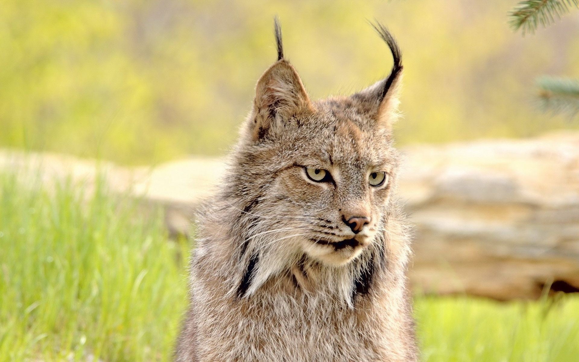 Lynx lying on green grass