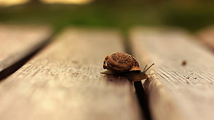 brown snail, snail, macro, wooden surface, depth of field HD wallpaper