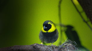 close up photo of black and yellow bird on branch