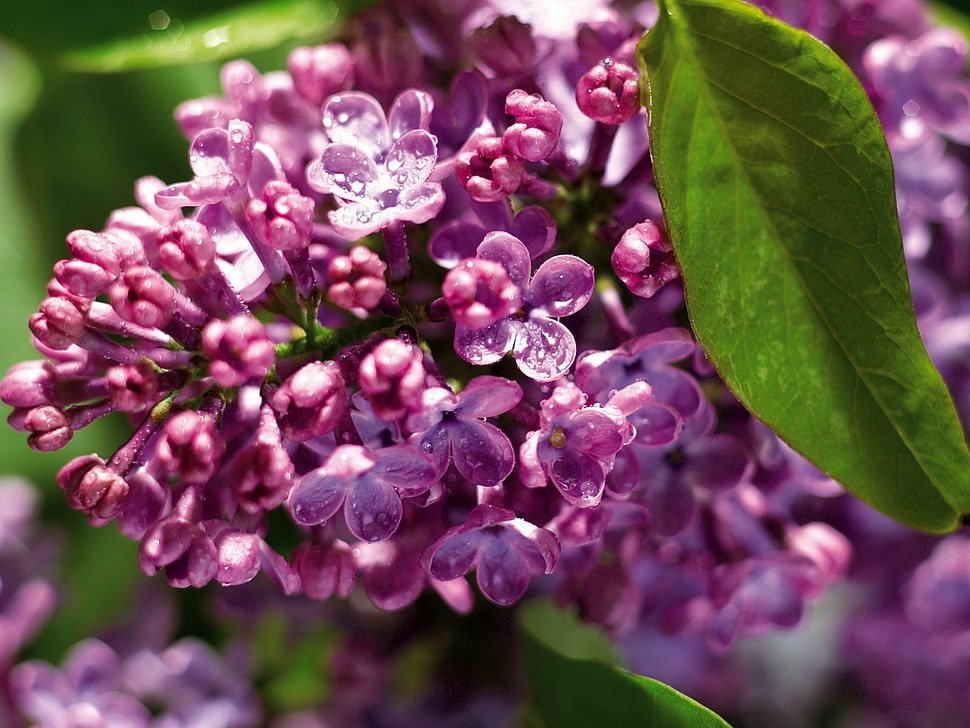 water dew on purple petal flower HD wallpaper