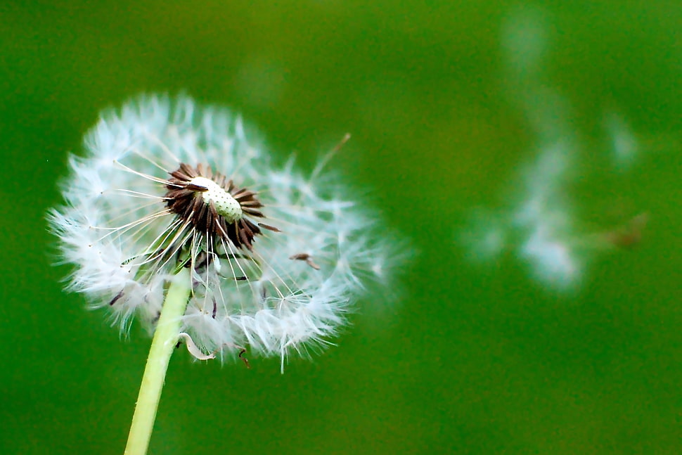 Dandelion HD wallpaper