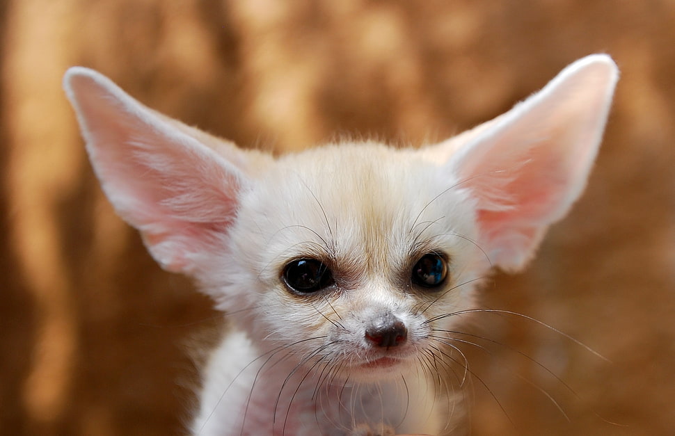 short-fur white cat HD wallpaper