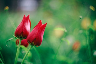red tulips during daytime
