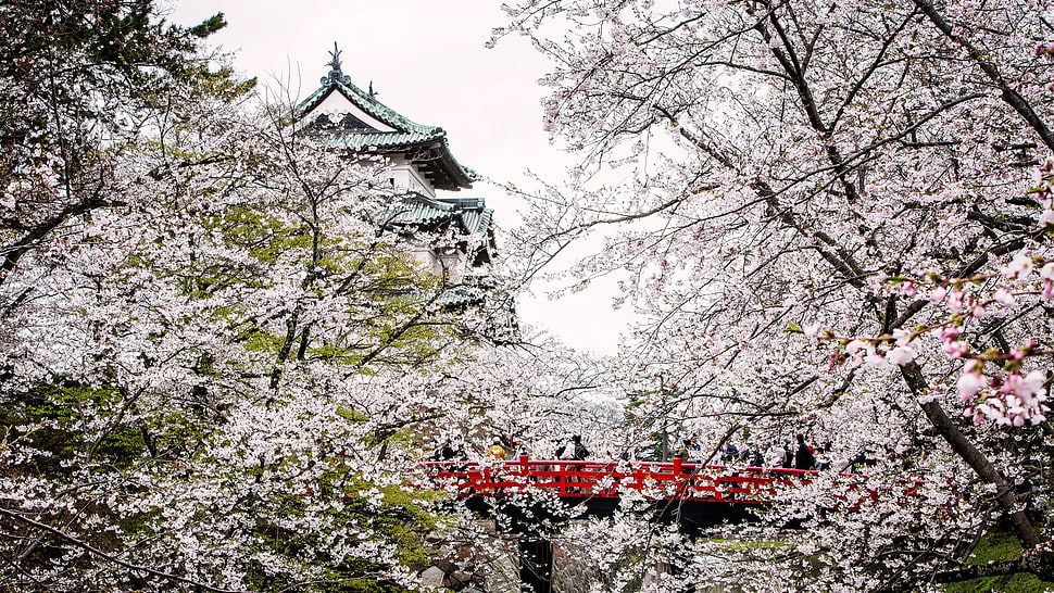 white cherry blossom flowers, Japan, castle HD wallpaper