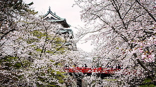 white cherry blossom flowers, Japan, castle