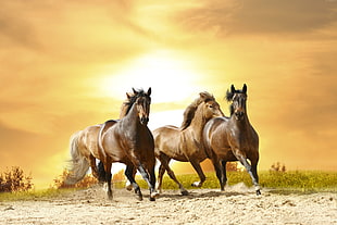 three brown horses illustration