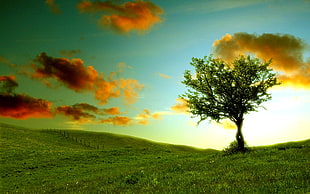 Three of Life photo HD wallpaper