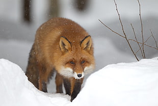 depth of field photography of brown fox in winter season