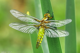 closeup photography of Wondering Glider on leaf during daytime HD wallpaper