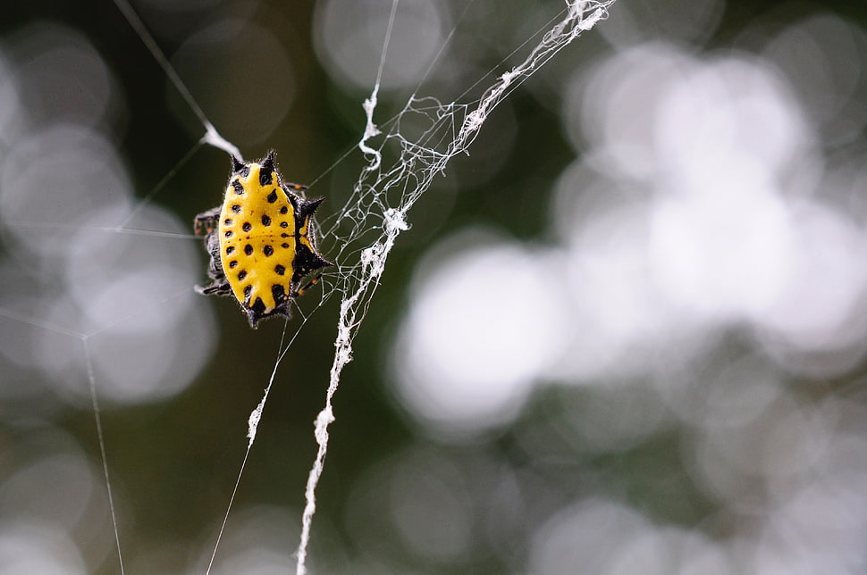 shallow depth of field photo of yellow and black star spider HD wallpaper