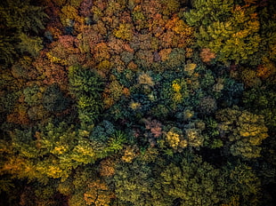 green leaf plant, Trees, View from above, Autumn
