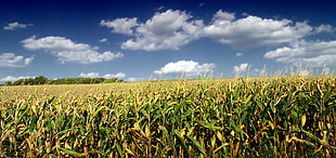brown and green corn crop field