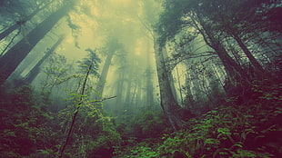 forest at daytime HD wallpaper
