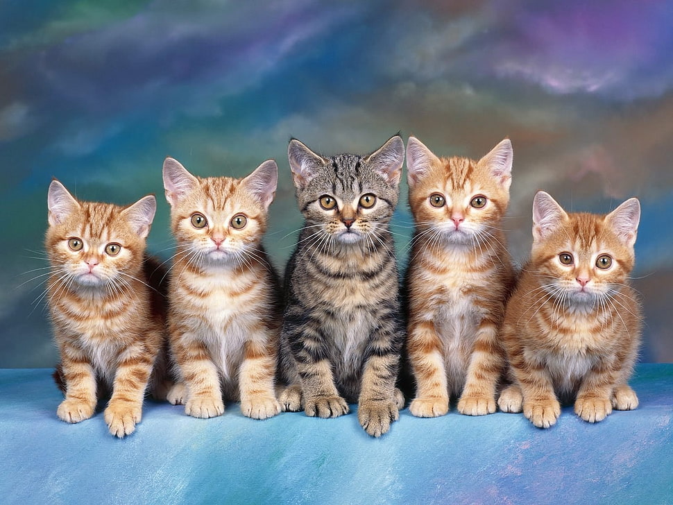 four orange and one black Tabby Kittens HD wallpaper