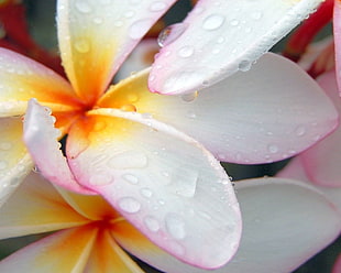 Flower,  White,  Drops,  Petals