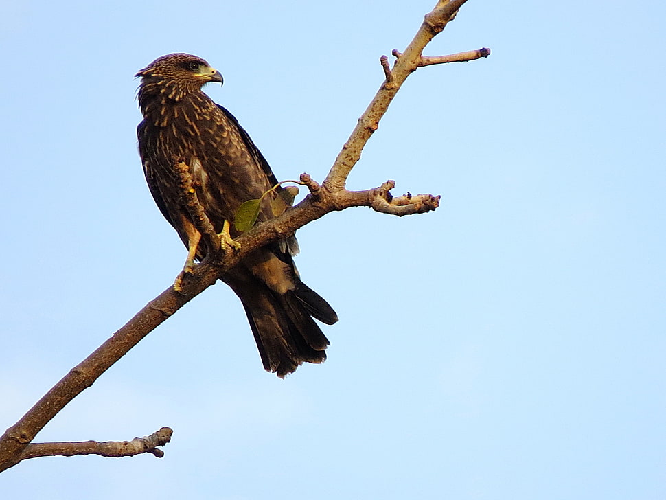 brown hawk on tree branch HD wallpaper