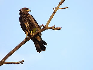 brown hawk on tree branch