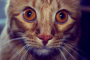 close up photography of cats face HD wallpaper