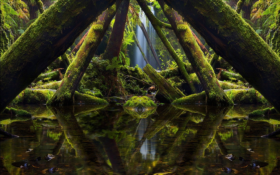 photography of rain forest HD wallpaper