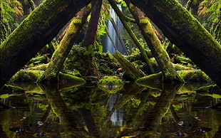 photography of rain forest
