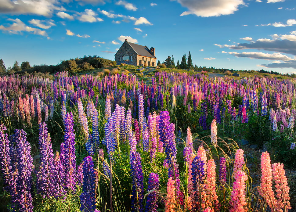 bed of flowers near brown concrete house, lupins HD wallpaper