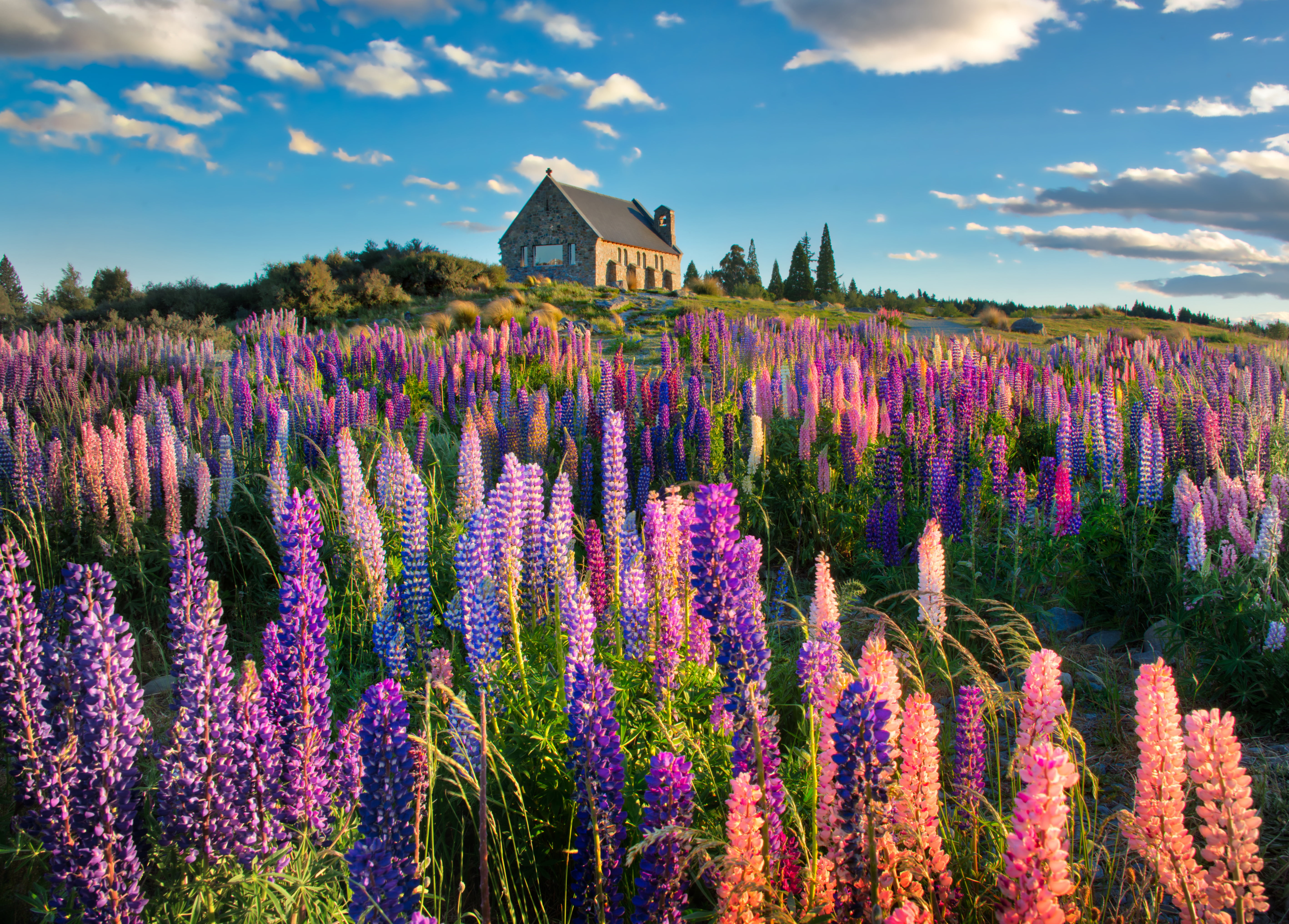bed of flowers near brown concrete house, lupins