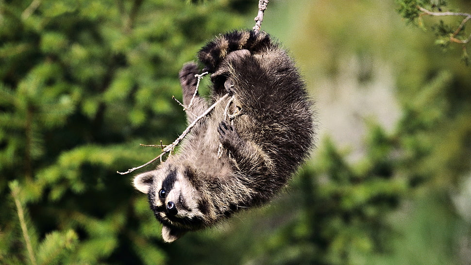 photo of gray and black racoon hanging on forest HD wallpaper