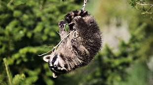 photo of gray and black racoon hanging on forest