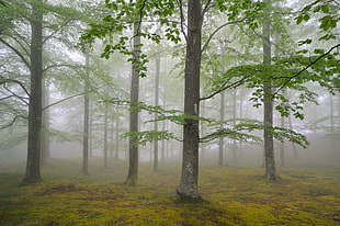 landscape photography of trees on green grass while fogging
