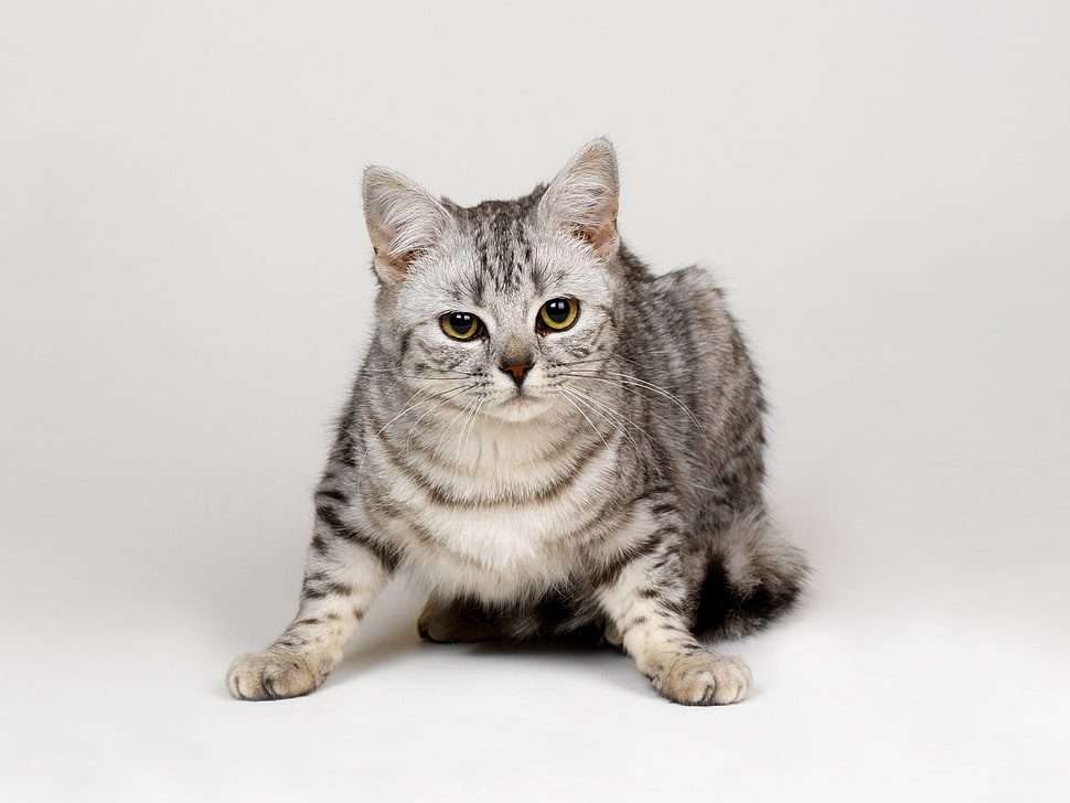 short-fur white and grey cat HD wallpaper