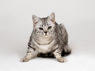 short-fur white and grey cat