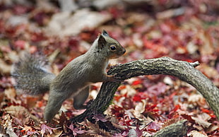 brown Squirrel holding brown branch