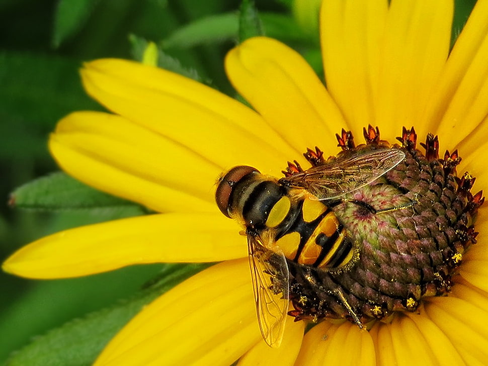 yellow Bee on yellow clustered petal flower HD wallpaper