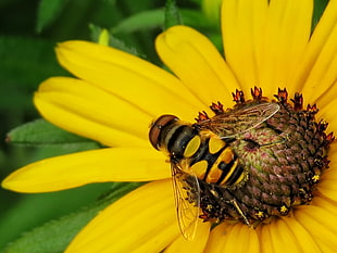 yellow Bee on yellow clustered petal flower