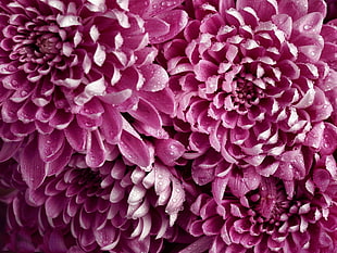 purple Chrysanthemum flower HD wallpaper