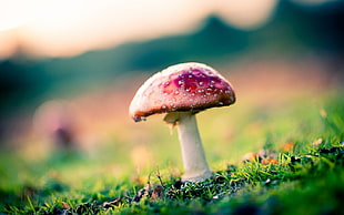 macro photography of mushroom