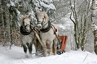 two white horse carrying carriage in winter between trees